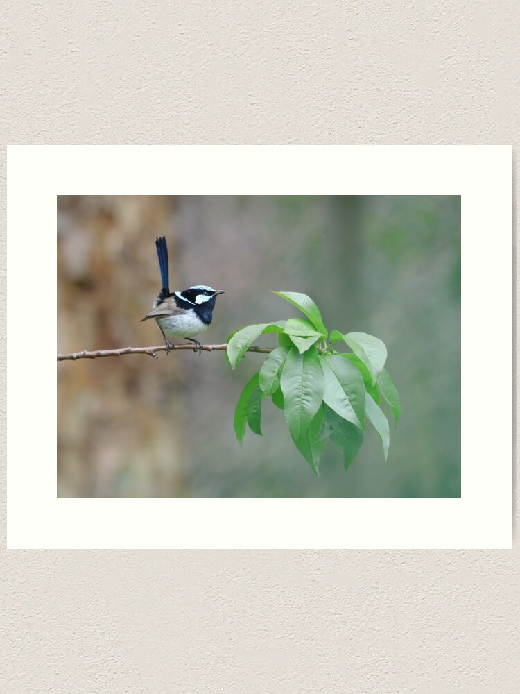 Thumbnail 1 of 3, Art Print, Male Superb Fairy Wren on a Peach Branch designed and sold by theoddshot.