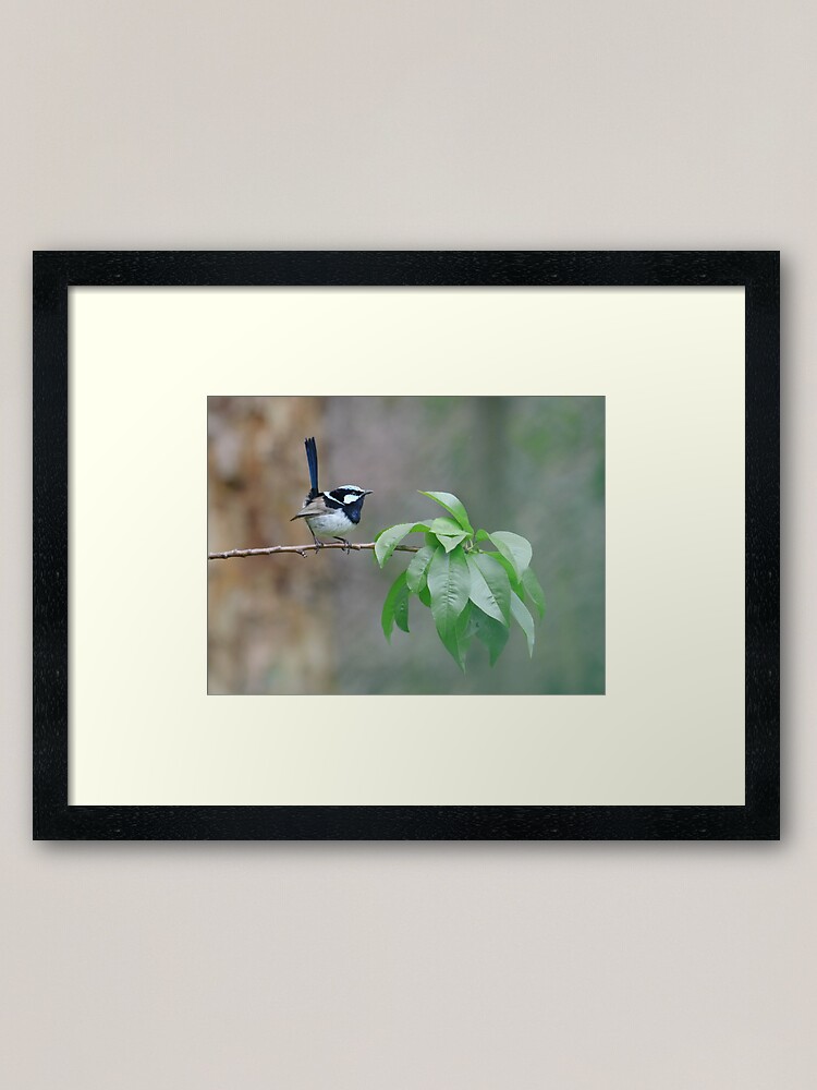 Thumbnail 1 of 7, Framed Art Print, Male Superb Fairy Wren on a Peach Branch designed and sold by theoddshot.