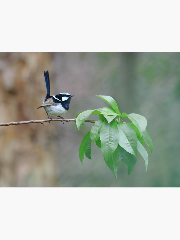 Male Superb Fairy Wren on a Peach Branch by theoddshot