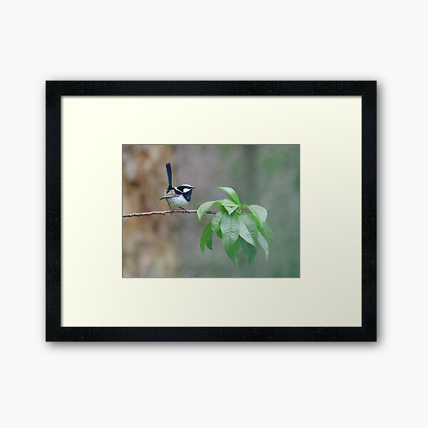 Male Superb Fairy Wren on a Peach Branch Framed Art Print