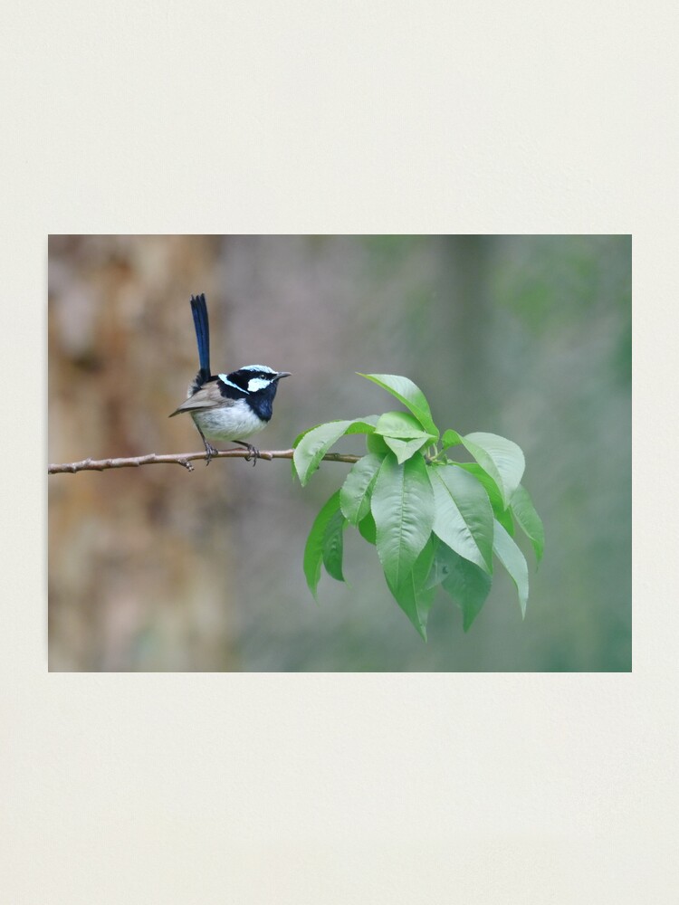 Thumbnail 1 of 3, Photographic Print, Male Superb Fairy Wren on a Peach Branch designed and sold by theoddshot.