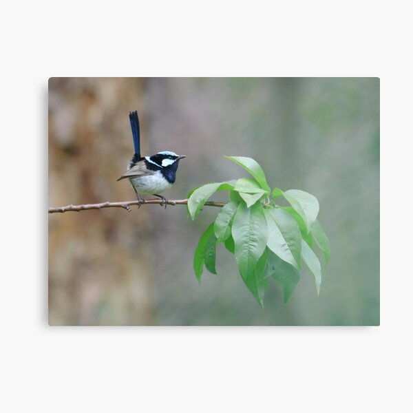 Male Superb Fairy Wren on a Peach Branch Metal Print