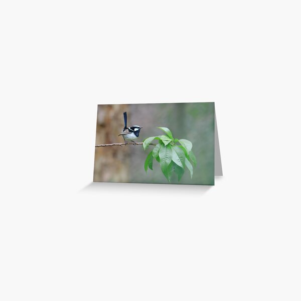 Male Superb Fairy Wren on a Peach Branch Greeting Card