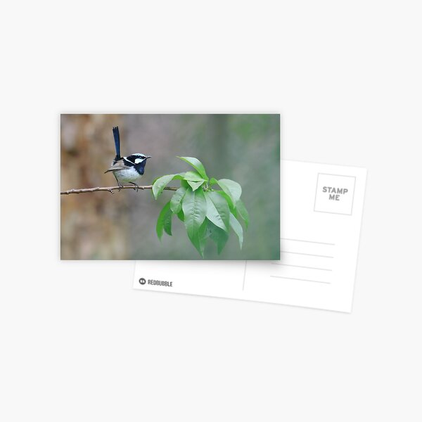 Male Superb Fairy Wren on a Peach Branch Postcard