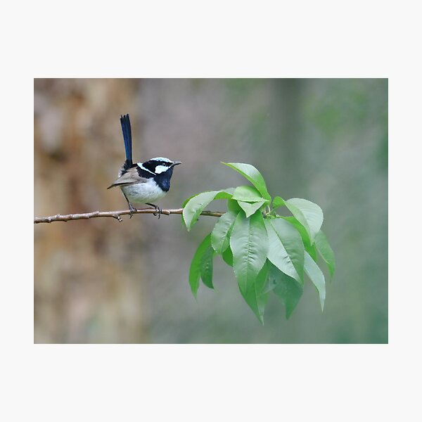 Photographic Print