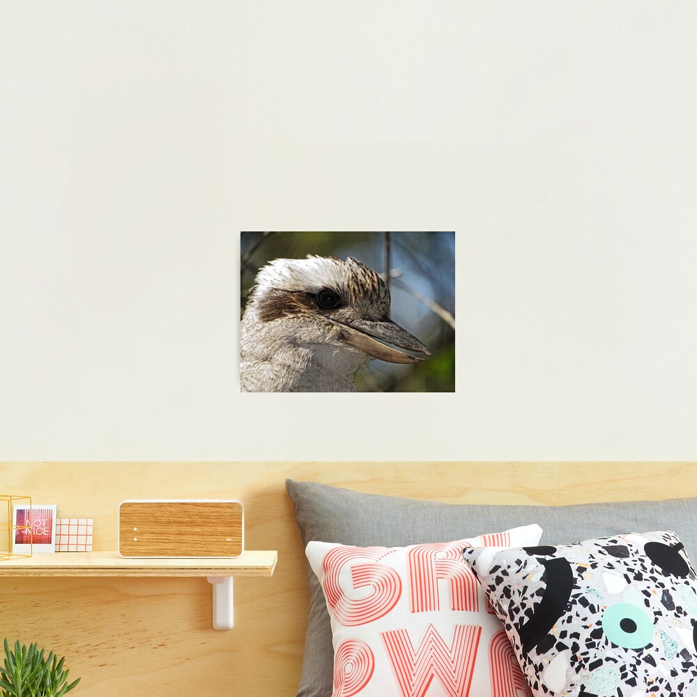 Kookaburra Portrait Photographic Print