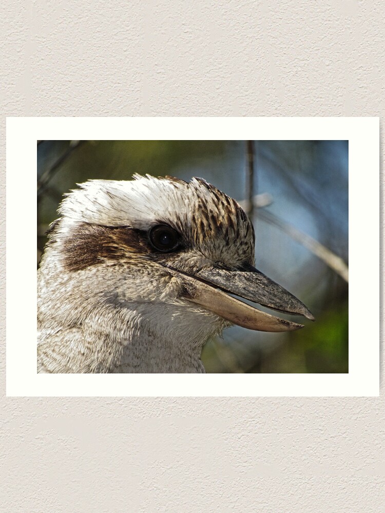 Alternate view of Kookaburra Portrait Art Print