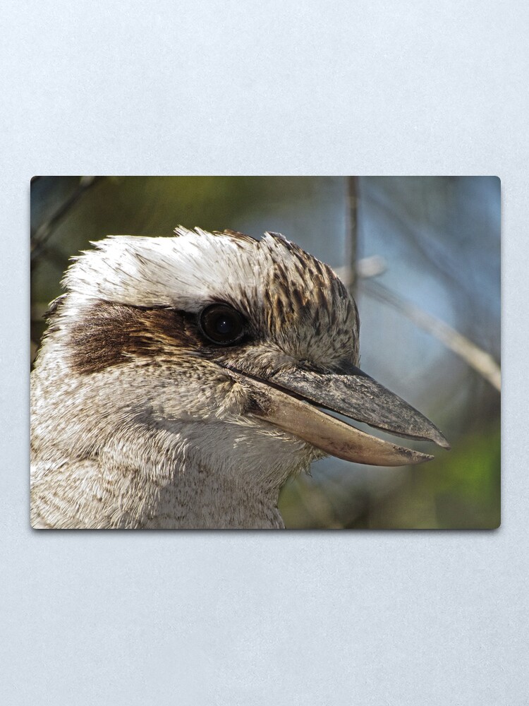 Alternate view of Kookaburra Portrait Metal Print