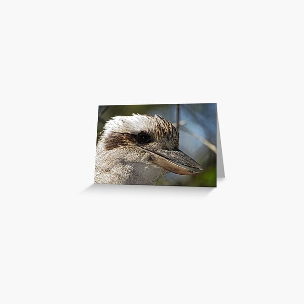 Kookaburra Portrait Greeting Card