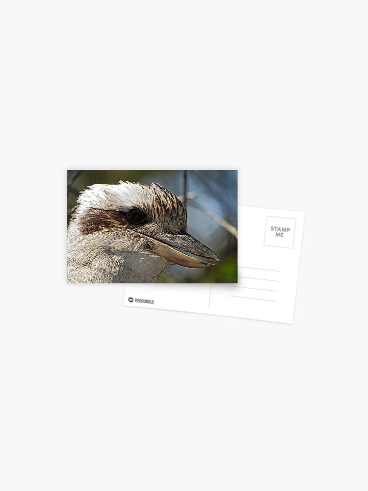 Thumbnail 1 of 2, Postcard, Kookaburra Portrait designed and sold by Trevor Farrell.