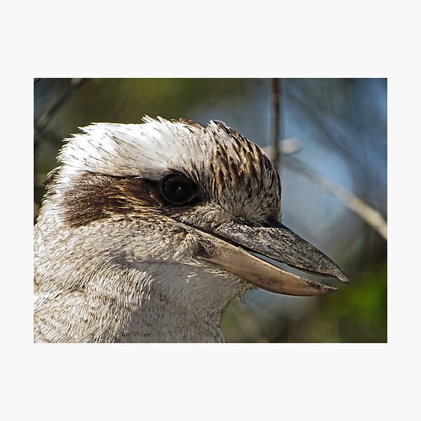 Kookaburra Portrait Photographic Print