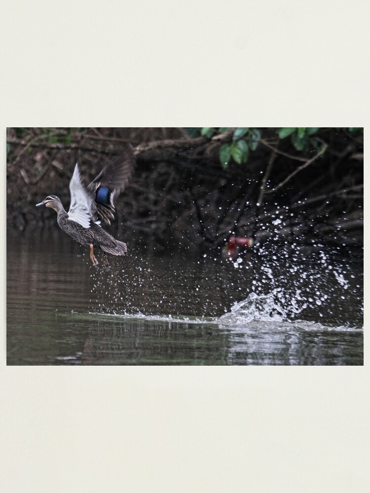 Thumbnail 1 of 3, Photographic Print, Take off! designed and sold by theoddshot.