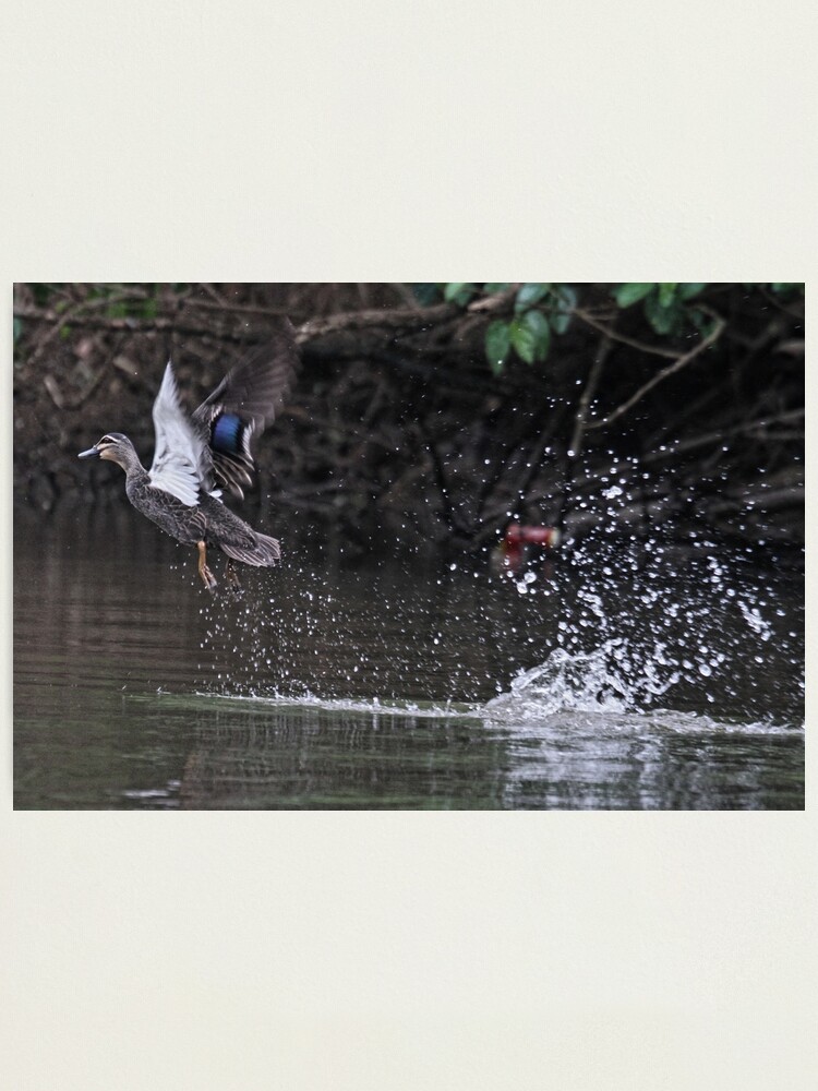 Alternate view of Take off! Photographic Print