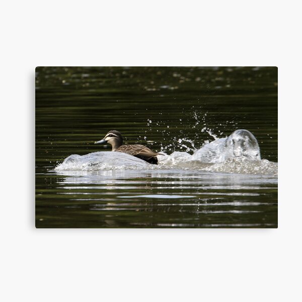 Splashdown! Canvas Print