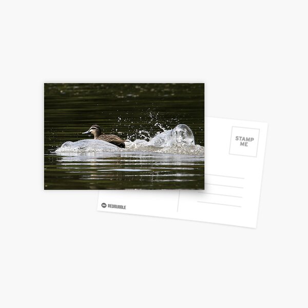 Splashdown! Postcard
