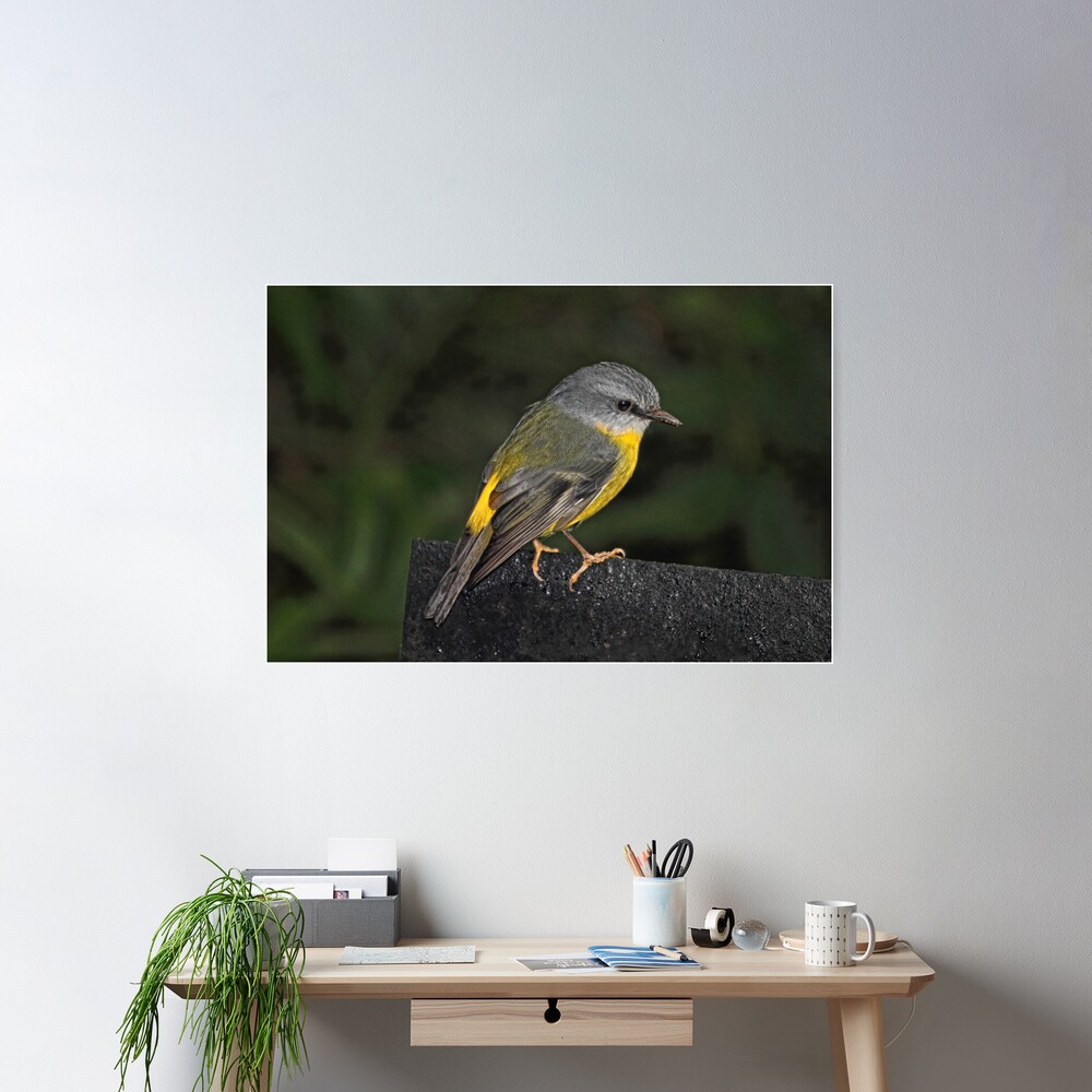 Eastern Yellow Robin Poster