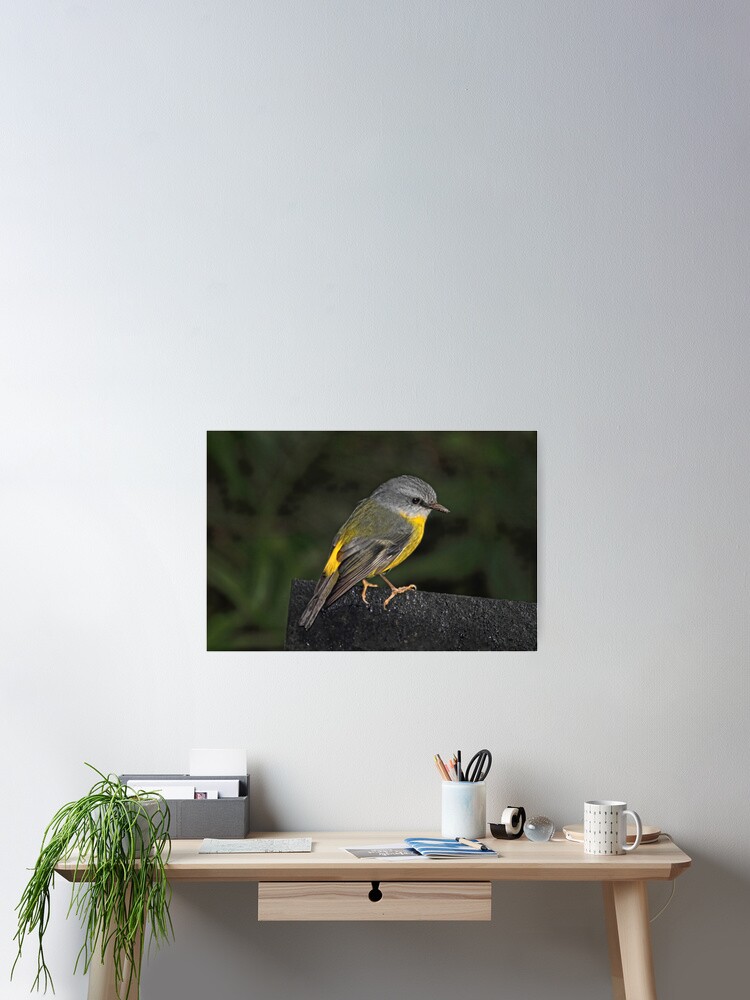 Thumbnail 2 of 3, Poster, Eastern Yellow Robin designed and sold by theoddshot.