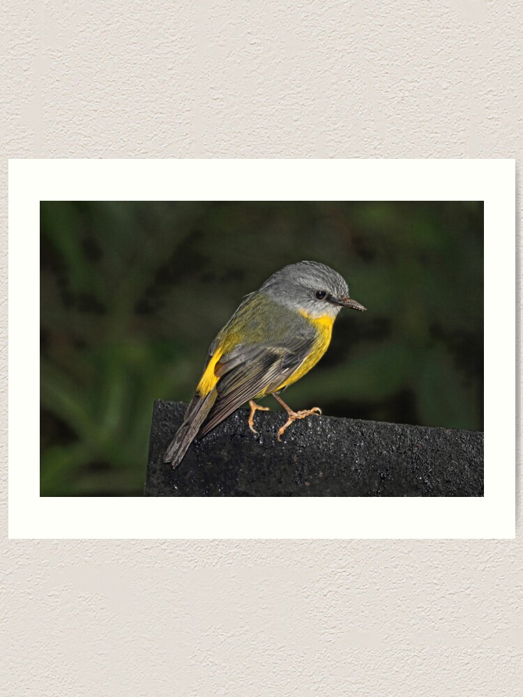 Thumbnail 1 of 3, Art Print, Eastern Yellow Robin designed and sold by theoddshot.