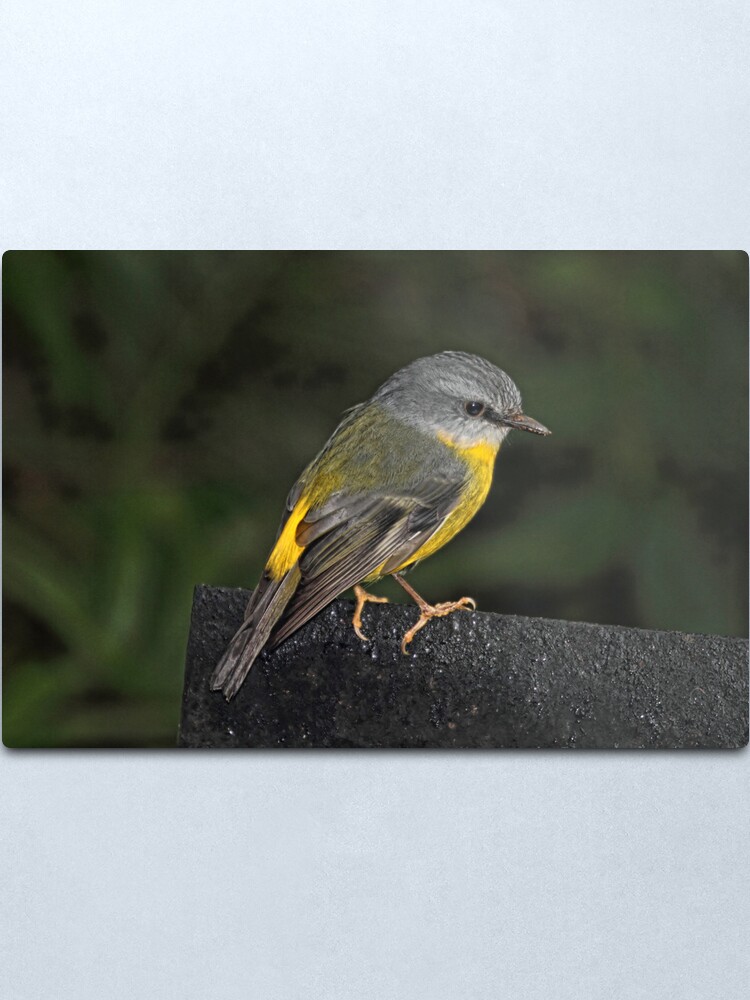 Alternate view of Eastern Yellow Robin Metal Print