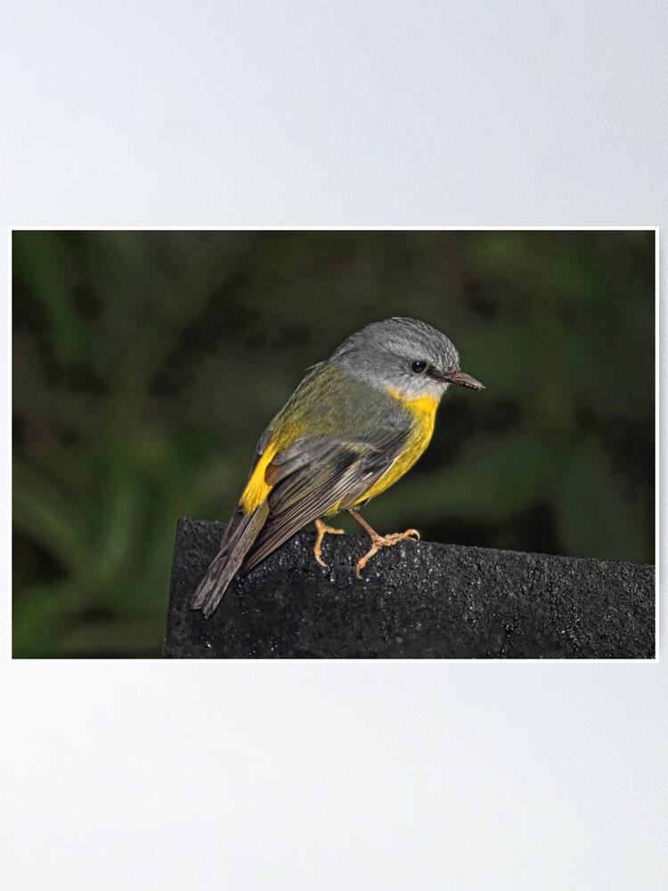 Alternate view of Eastern Yellow Robin Poster