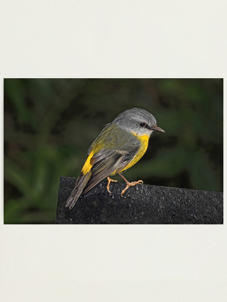 Alternate view of Eastern Yellow Robin Photographic Print