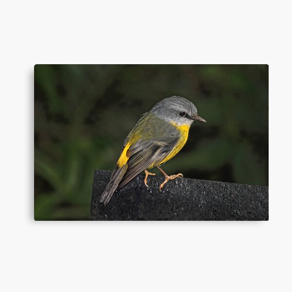 Eastern Yellow Robin Canvas Print