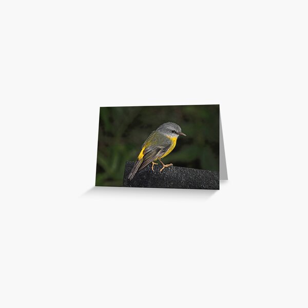 Eastern Yellow Robin Greeting Card