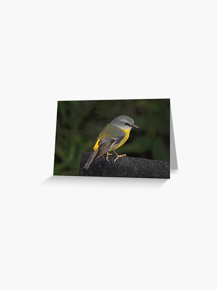 Thumbnail 1 of 2, Greeting Card, Eastern Yellow Robin designed and sold by theoddshot.