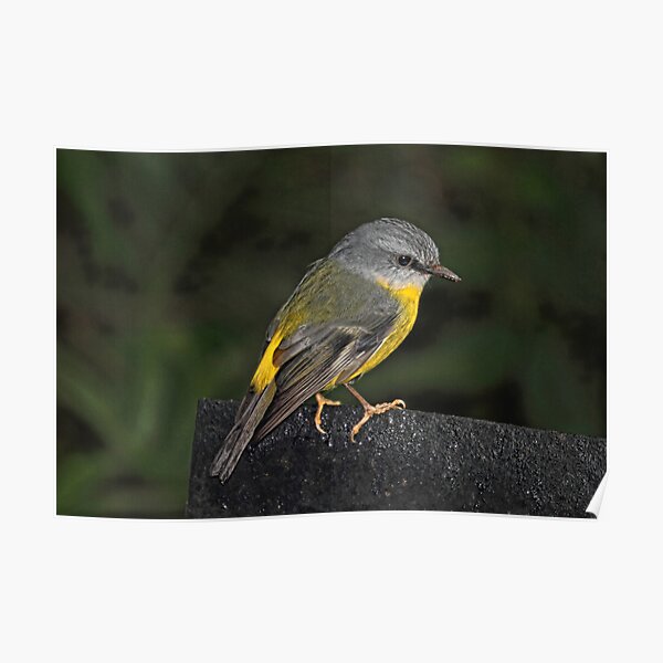Eastern Yellow Robin Poster