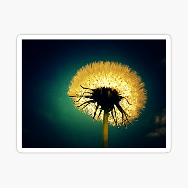 dandelion Sticker