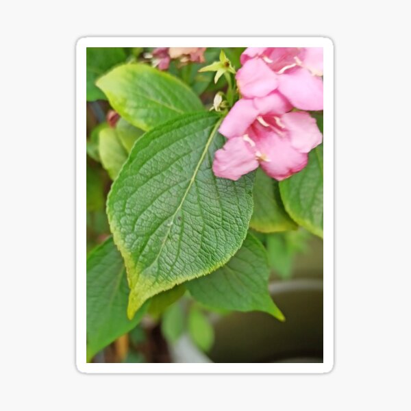 Plant with flower Sticker