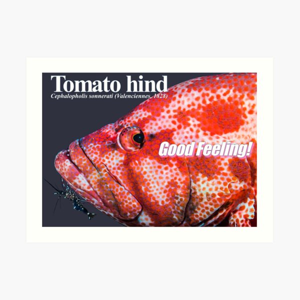 Good Feeling Tomato hind Art Print