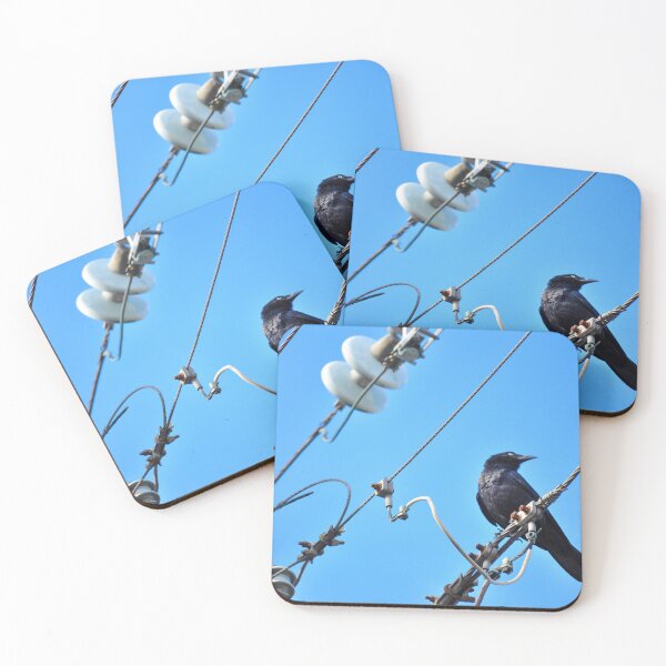Item preview, Crow Chilling around the city on a wire designed and sold by Raeion.