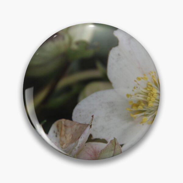 Artikelvorschau, Black hellebore white flower medicinal plant  entworfen und verkauft von EstelleRossetti.
