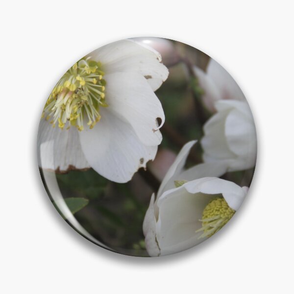 Artikelvorschau, Black hellebore white flower medicinal plant entworfen und verkauft von EstelleRossetti.