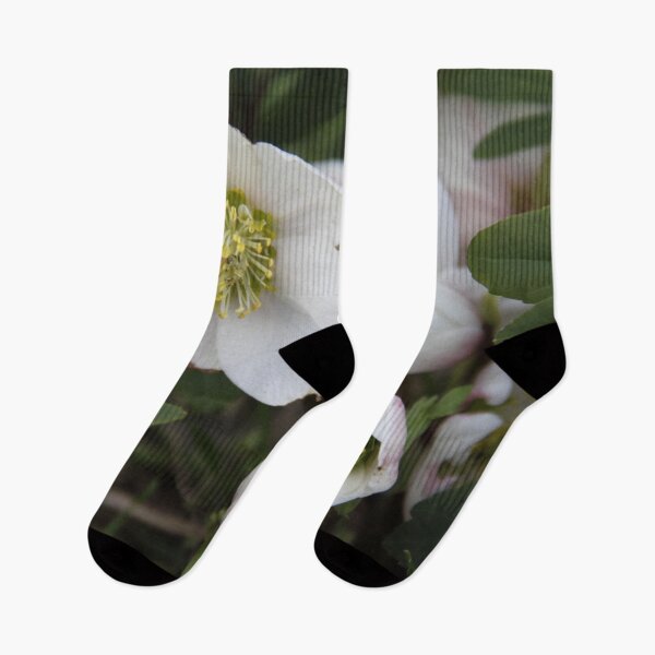Item preview, Black hellebore white flower medicinal plant designed and sold by EstelleRossetti.