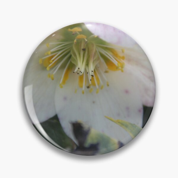 Artikelvorschau, Black hellebore white flower medicinal plant  entworfen und verkauft von EstelleRossetti.