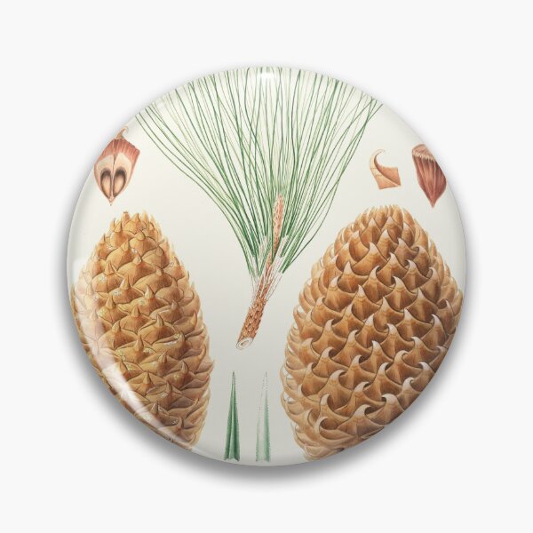 Item preview, Pinus Sabiniana - Great Prickly-Coned Pine (1837) - Aylmer Bourke Lambert designed and sold by Francisco Couto.