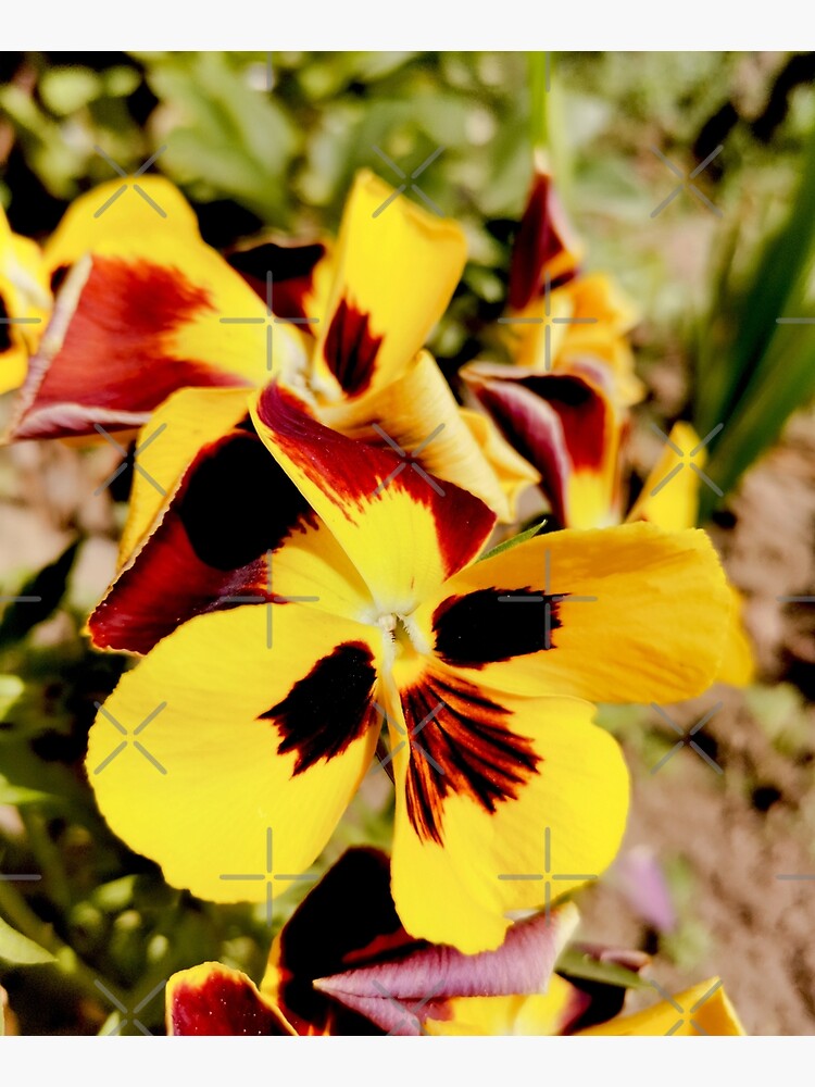 Ask me about my plants. Pansy flowers in bright colors, yellow, red as fire, photographed up close, beautiful, delicate and wonderful by CWartDesign