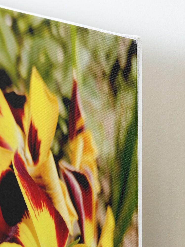Alternate view of Ask me about my plants. Pansy flowers in bright colors, yellow, red as fire, photographed up close, beautiful, delicate and wonderful Mounted Print