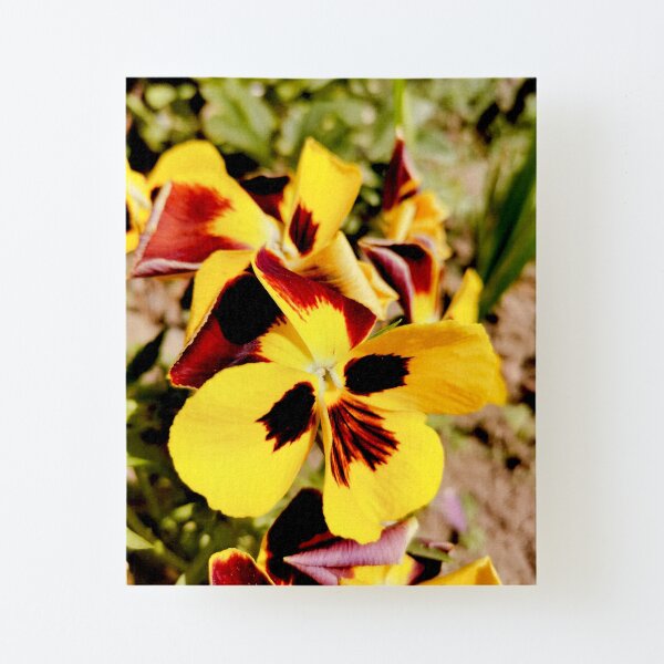 Ask me about my plants. Pansy flowers in bright colors, yellow, red as fire, photographed up close, beautiful, delicate and wonderful Canvas Mounted Print