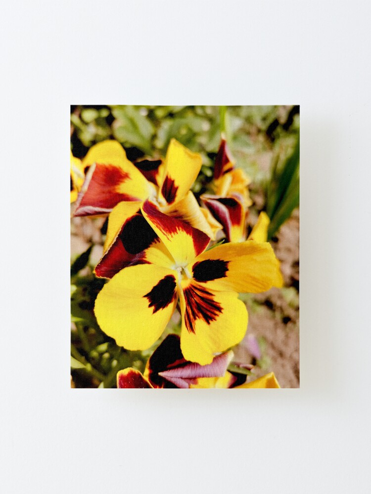 Alternate view of Ask me about my plants. Pansy flowers in bright colors, yellow, red as fire, photographed up close, beautiful, delicate and wonderful Mounted Print