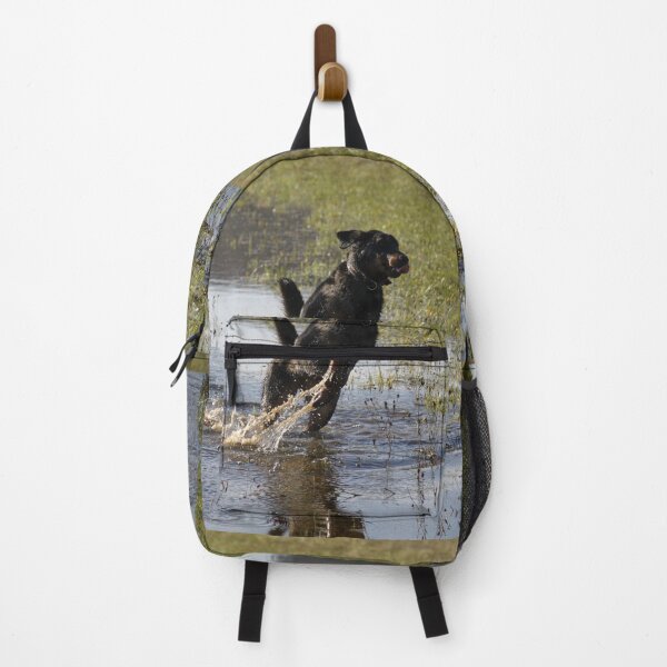 Item preview, Beauceron dog having fun in puddles in the meadow	 designed and sold by EstelleRossetti.