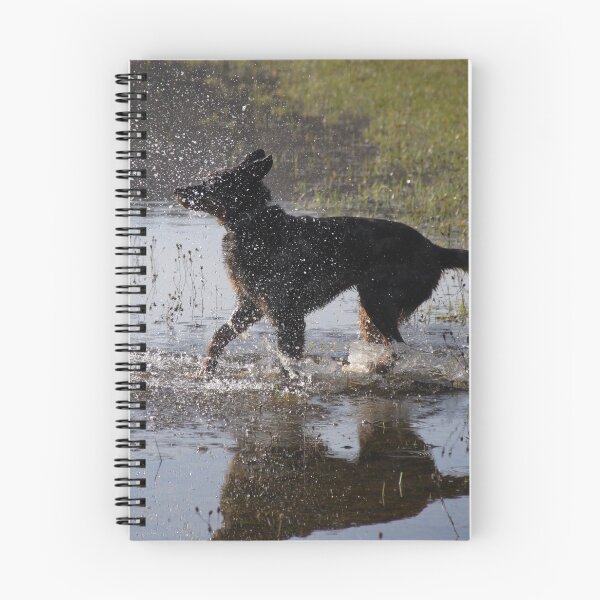 Item preview, Beauceron dog having fun in puddles in the meadow	 designed and sold by EstelleRossetti.