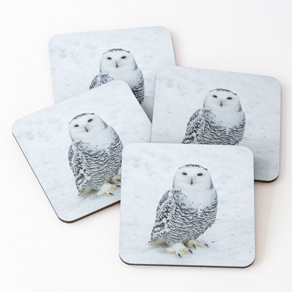 Item preview, Snow owl in snow...'Are you looking at me PUNK'? This is my resting grumpy face designed and sold by HTPOP.