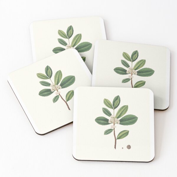 Item preview, Ilex Paraguensis (miniatute branch with white flowers) (1837) Aylmer Bourke Lambert designed and sold by Francisco Couto.