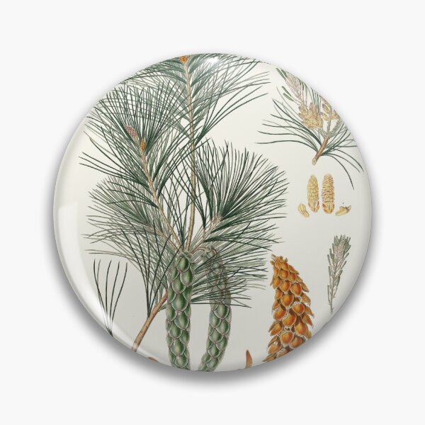 Item preview, Pinus strobus = Weymouth pine (1837) - Aylmer Bourke Lambert designed and sold by Francisco Couto.