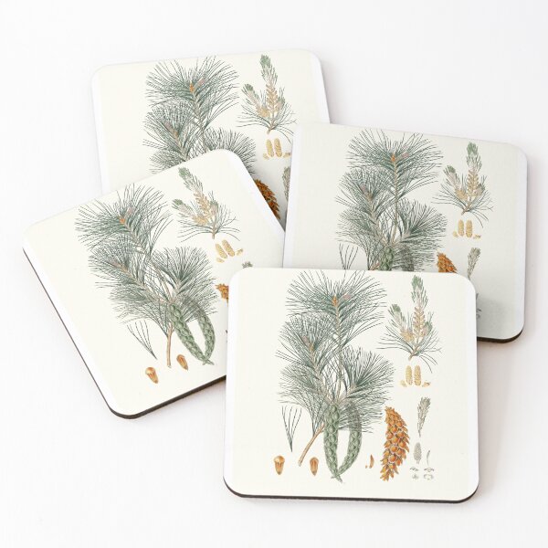Item preview, Pinus strobus = Weymouth pine (1837) - Aylmer Bourke Lambert designed and sold by Francisco Couto.