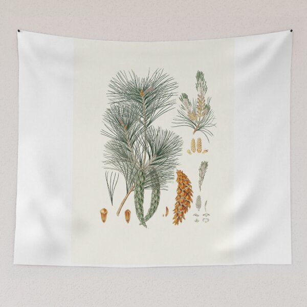 Item preview, Pinus strobus = Weymouth pine (1837) - Aylmer Bourke Lambert designed and sold by Francisco Couto.