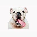 Download Pug Face Funny Face Mask Animal Mask Design Svg Dog Face Lover Mask By Belaid Redbubble PSD Mockup Templates